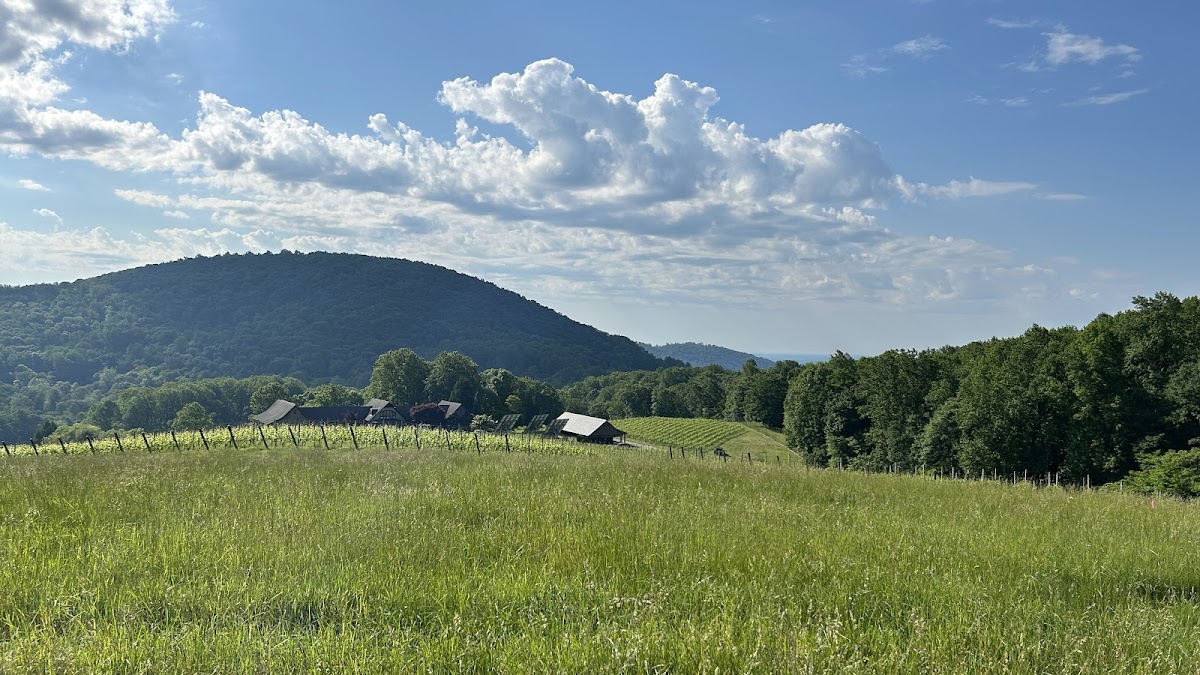 Linden Vineyards