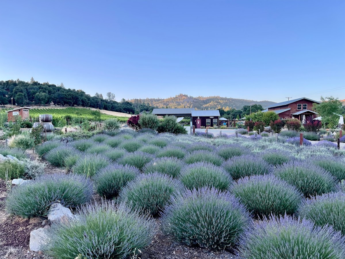 Locke Vineyards