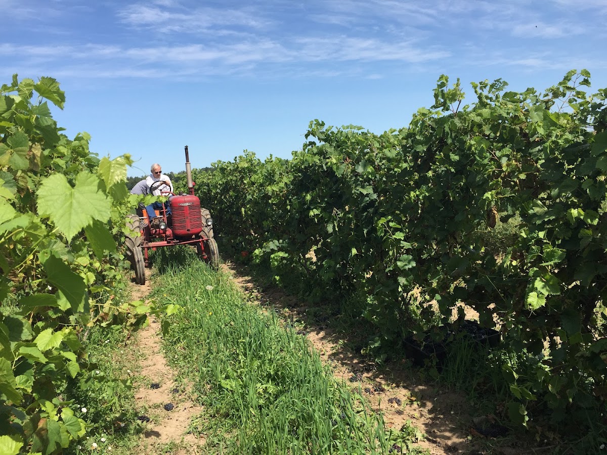 Long Cliff Vineyard & Winery