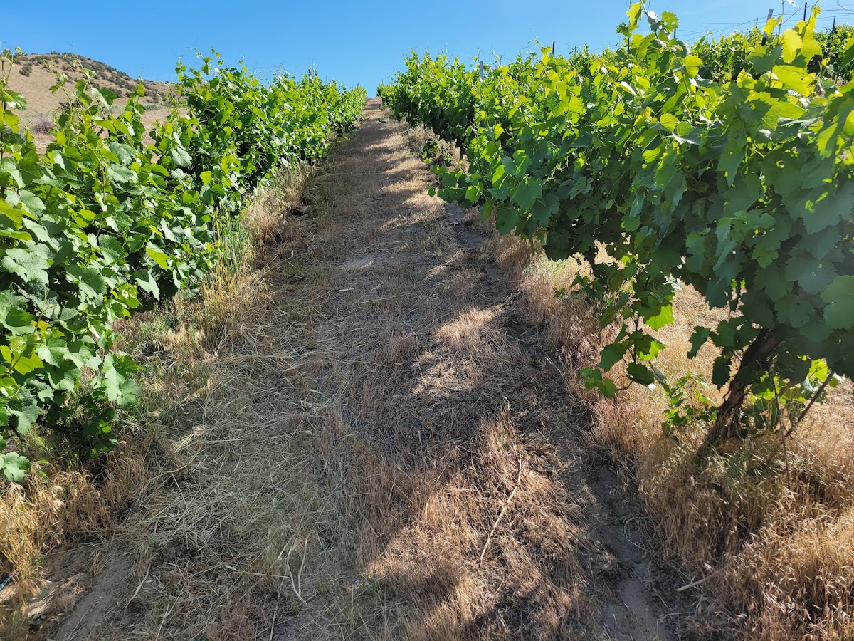 Lost Sage Winery