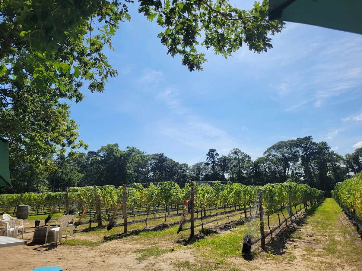 Loughlin Vineyards, Inc.