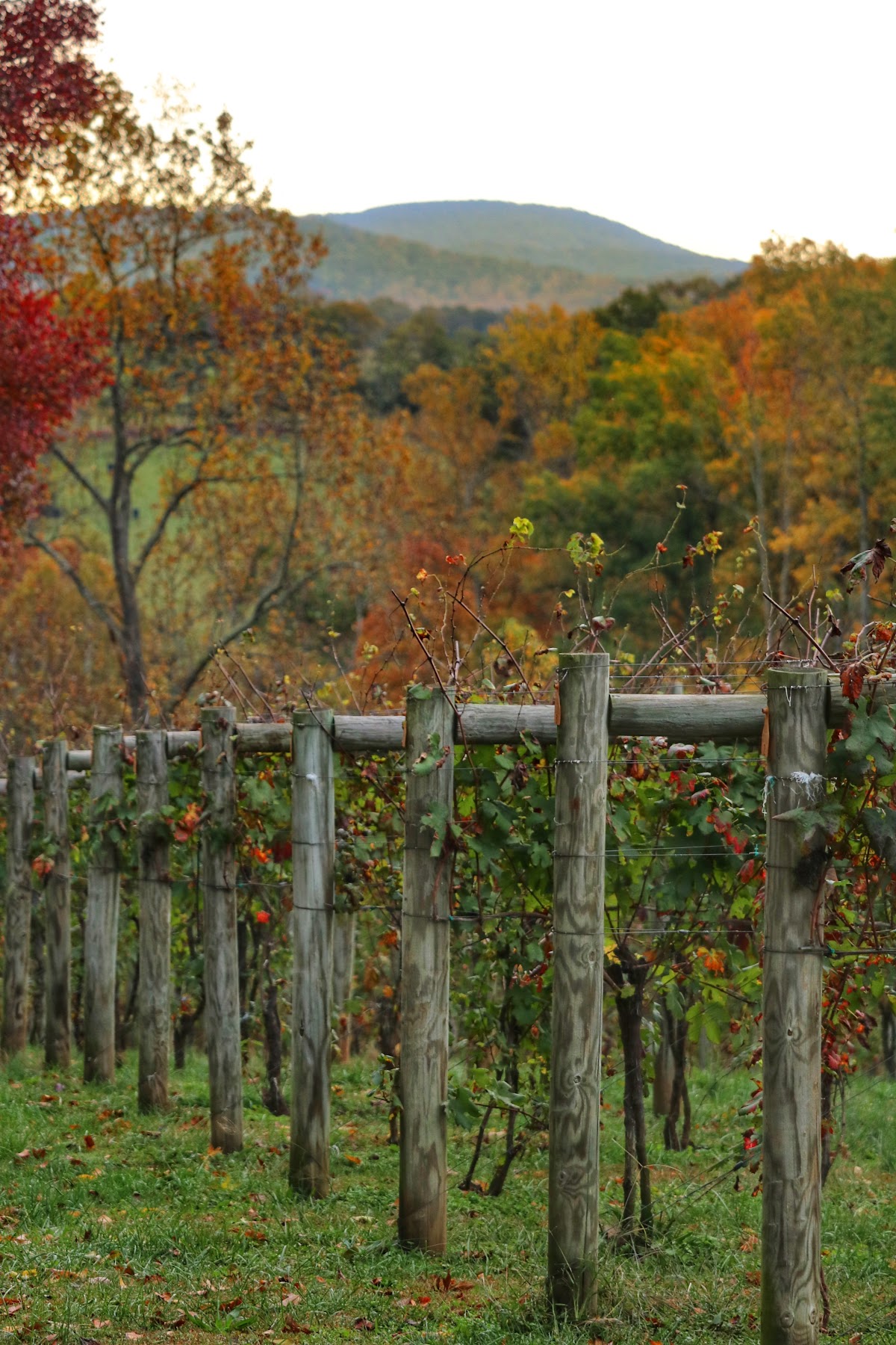 Lovingston Winery LLC