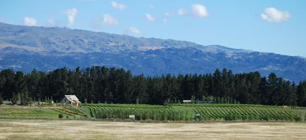 Māori Point Vineyard