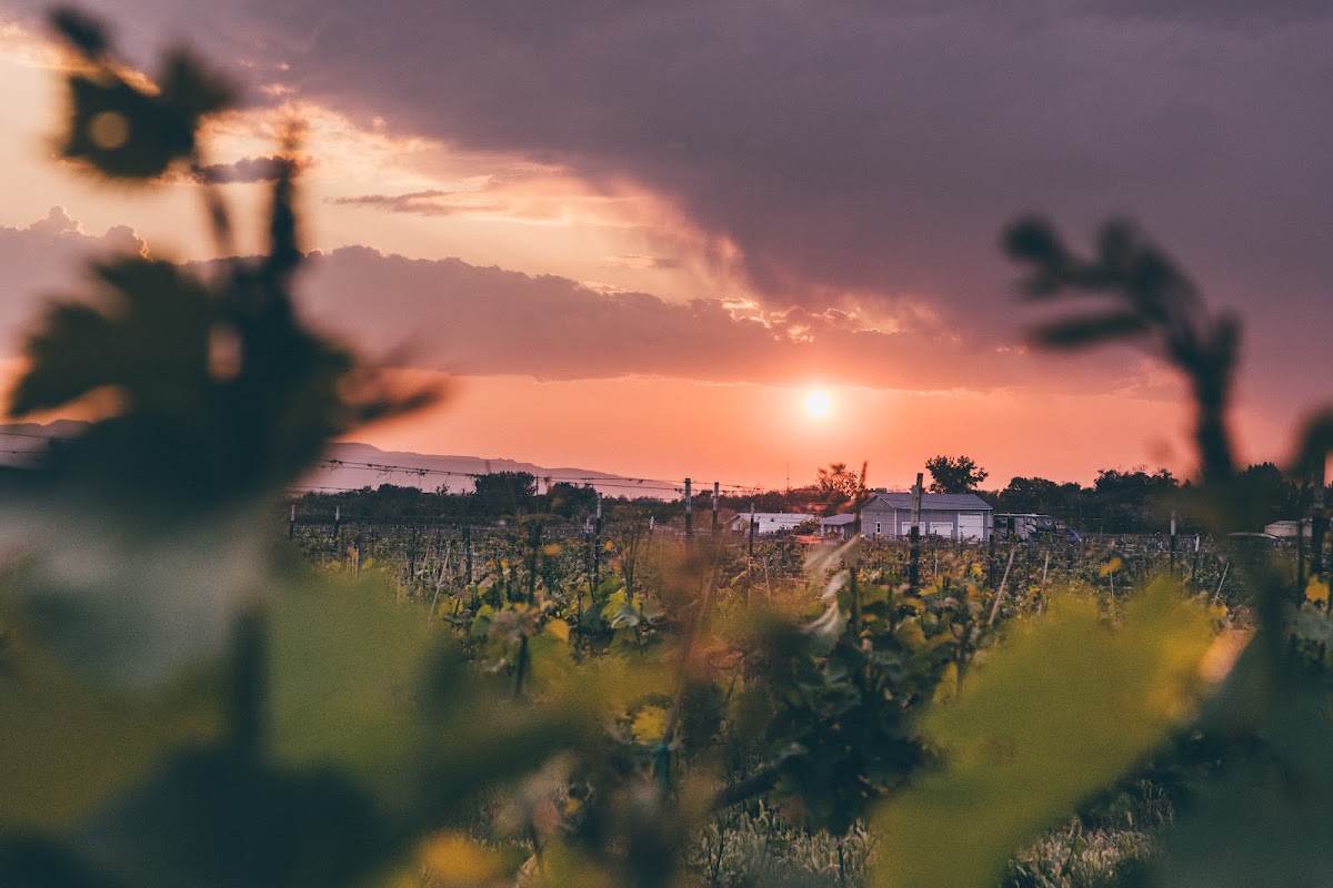 Mafia Princess Wines