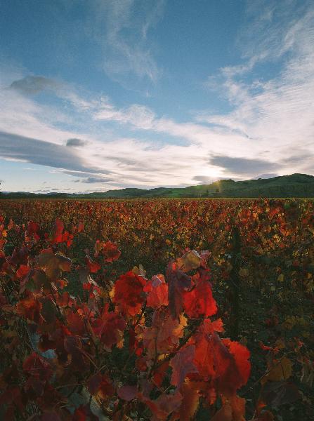 Main Divide Wines