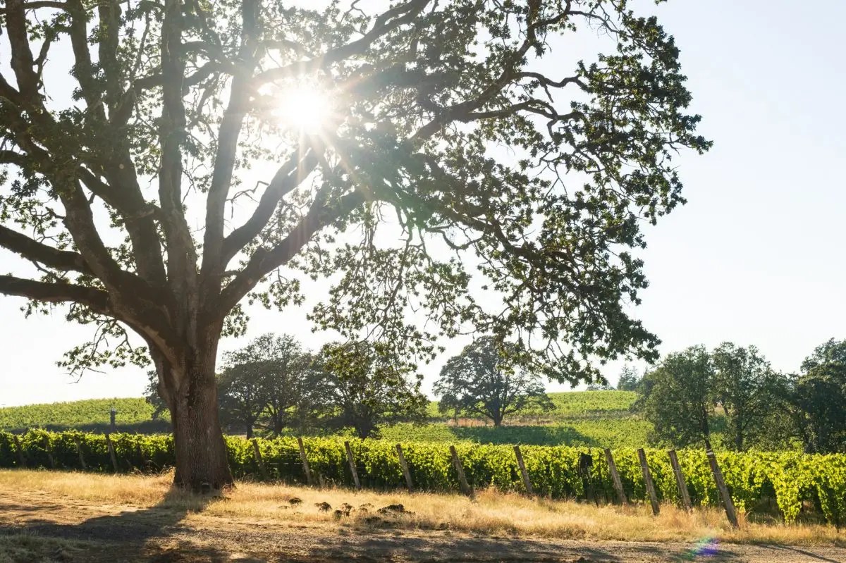 Appassionata Estate