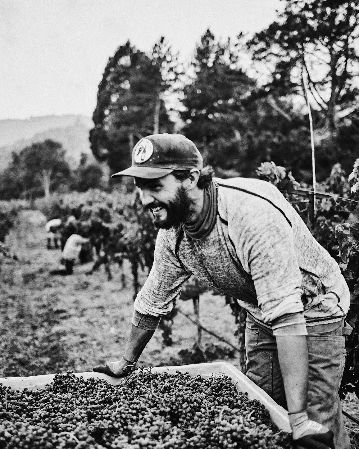 Marioni Wines