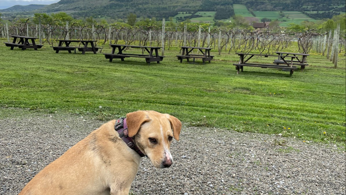 Middleburgh Winery