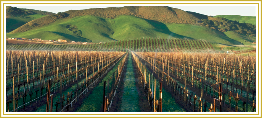 Montagu Wines