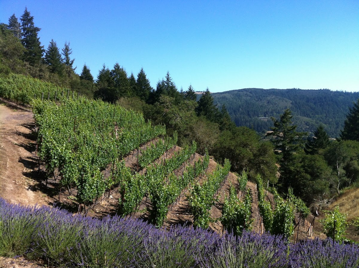 Moon Hill Vineyard