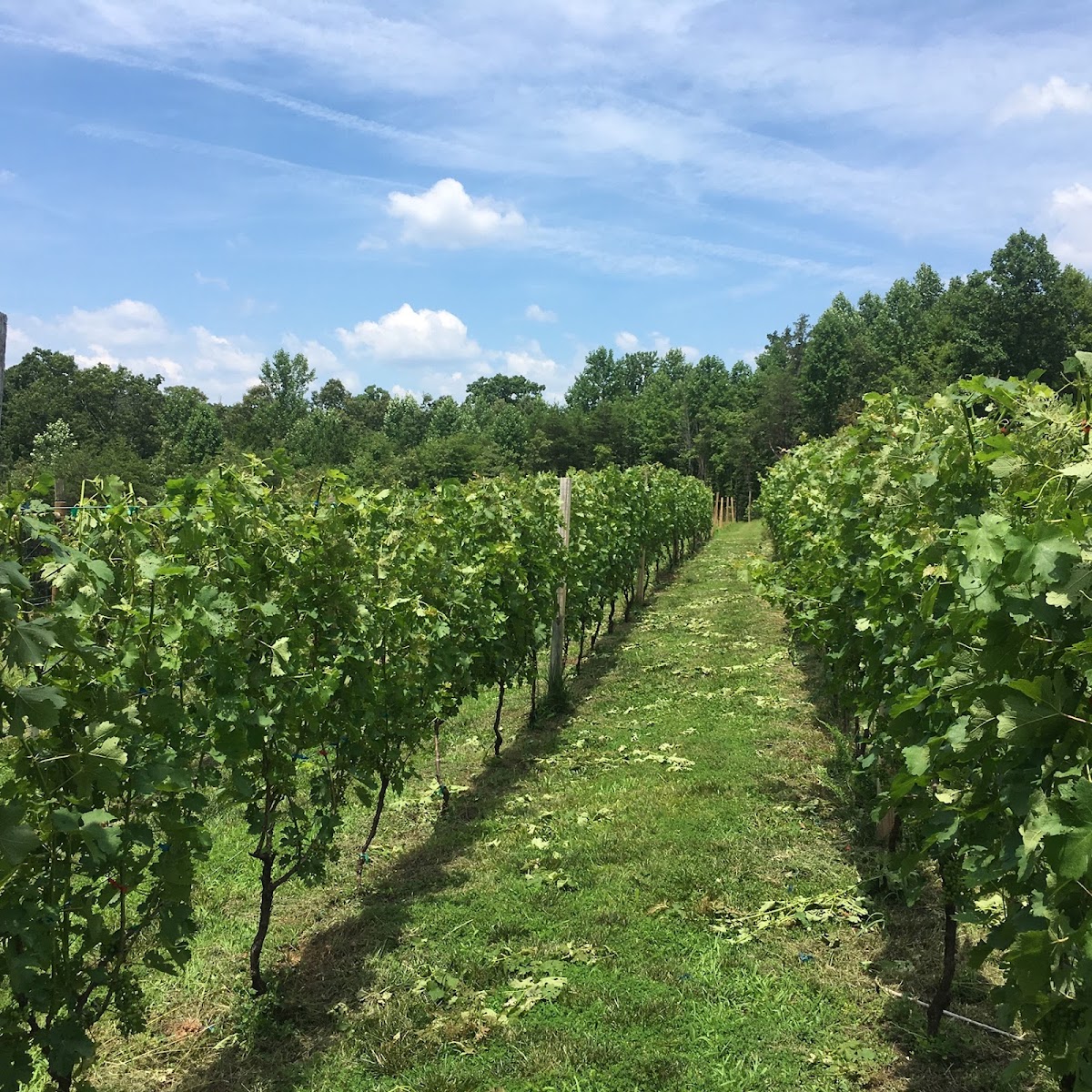 Mount Alto Vineyards, LLC