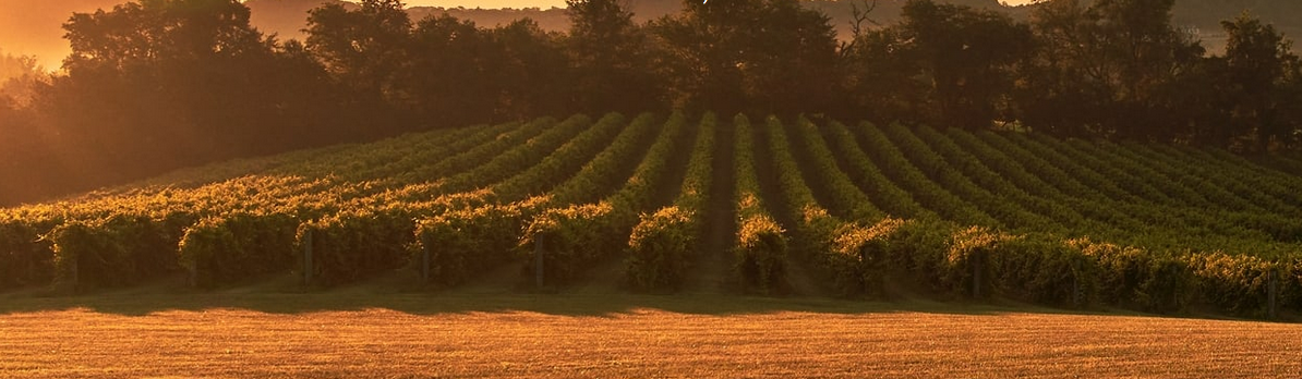 Noboleis Vineyards