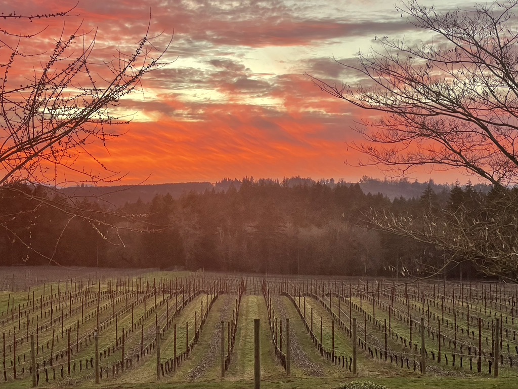 Norris Wines