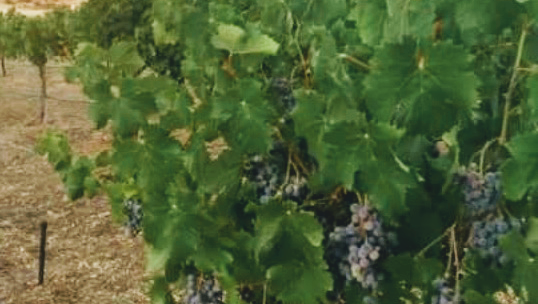 North Cork Vineyard & Winery