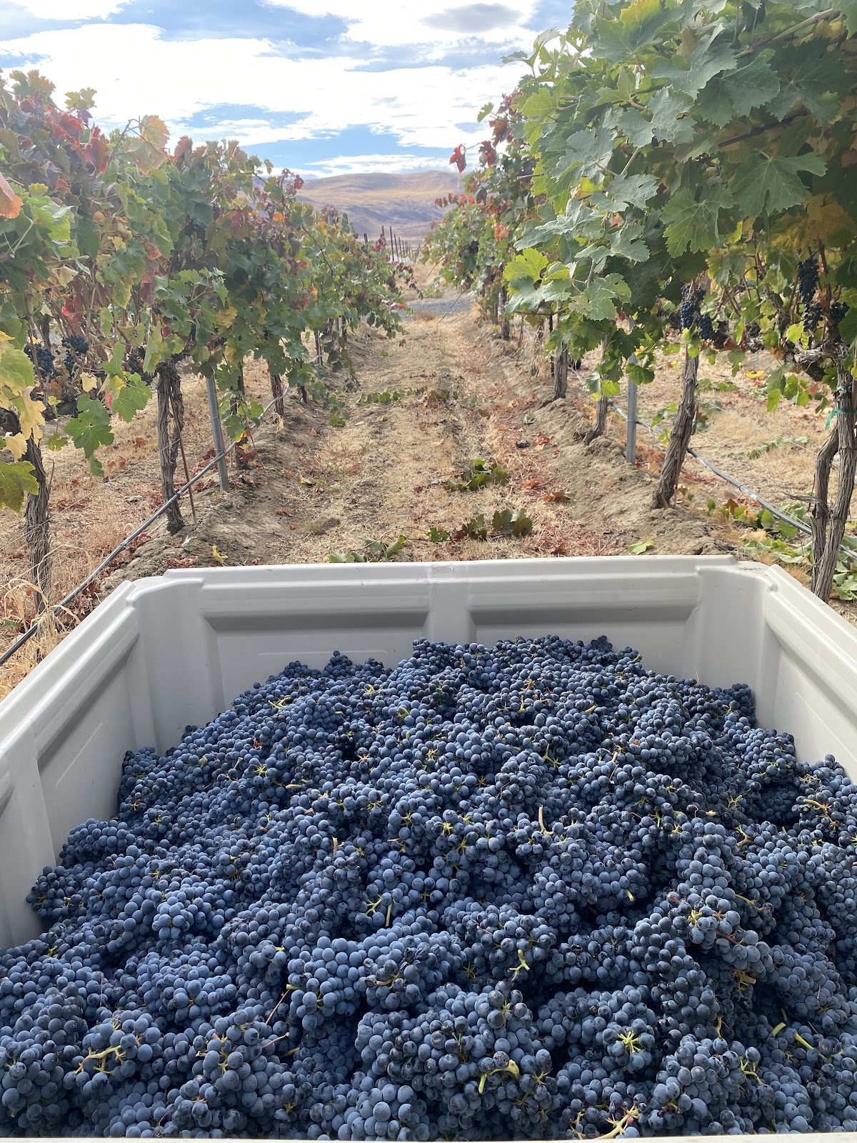 NXNW WINERY