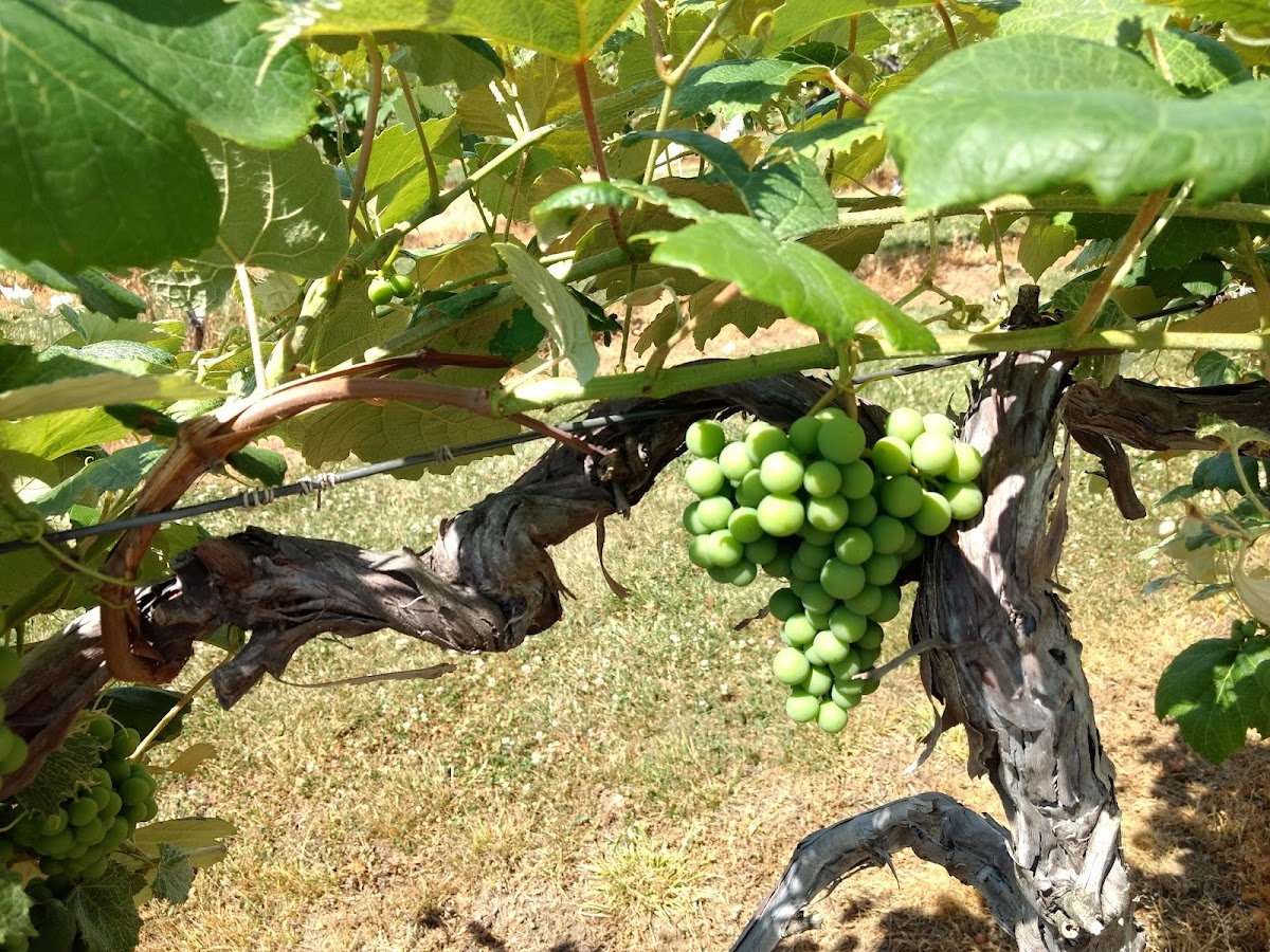 Odessa Country Winery LLC