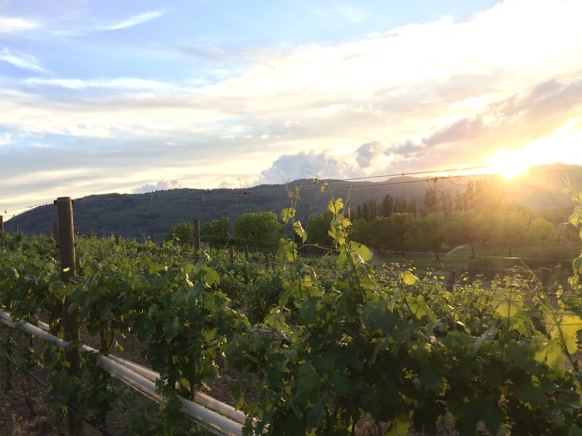 OKANOGAN ESTATE & VINEYARDS