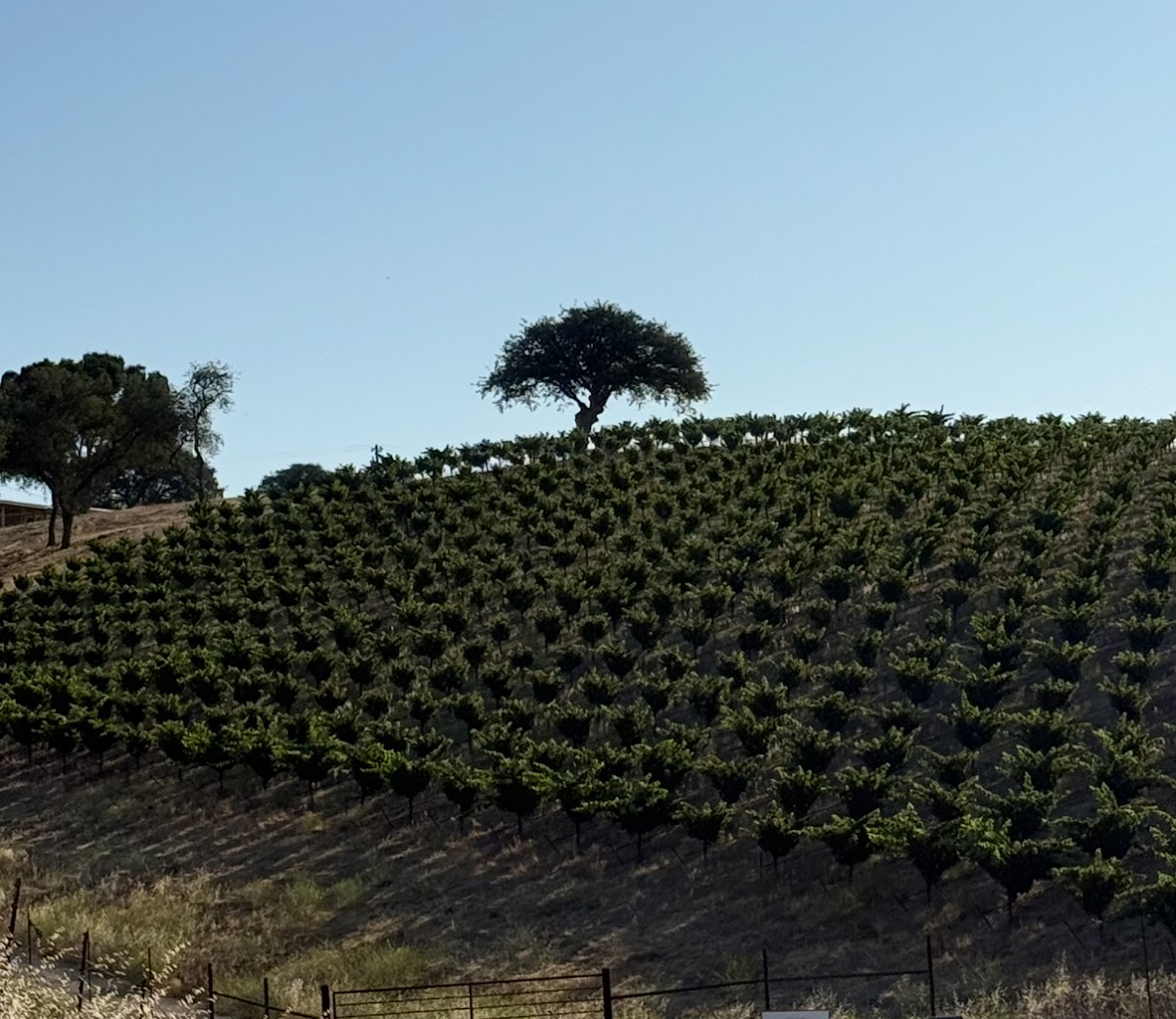 Optio Vineyards