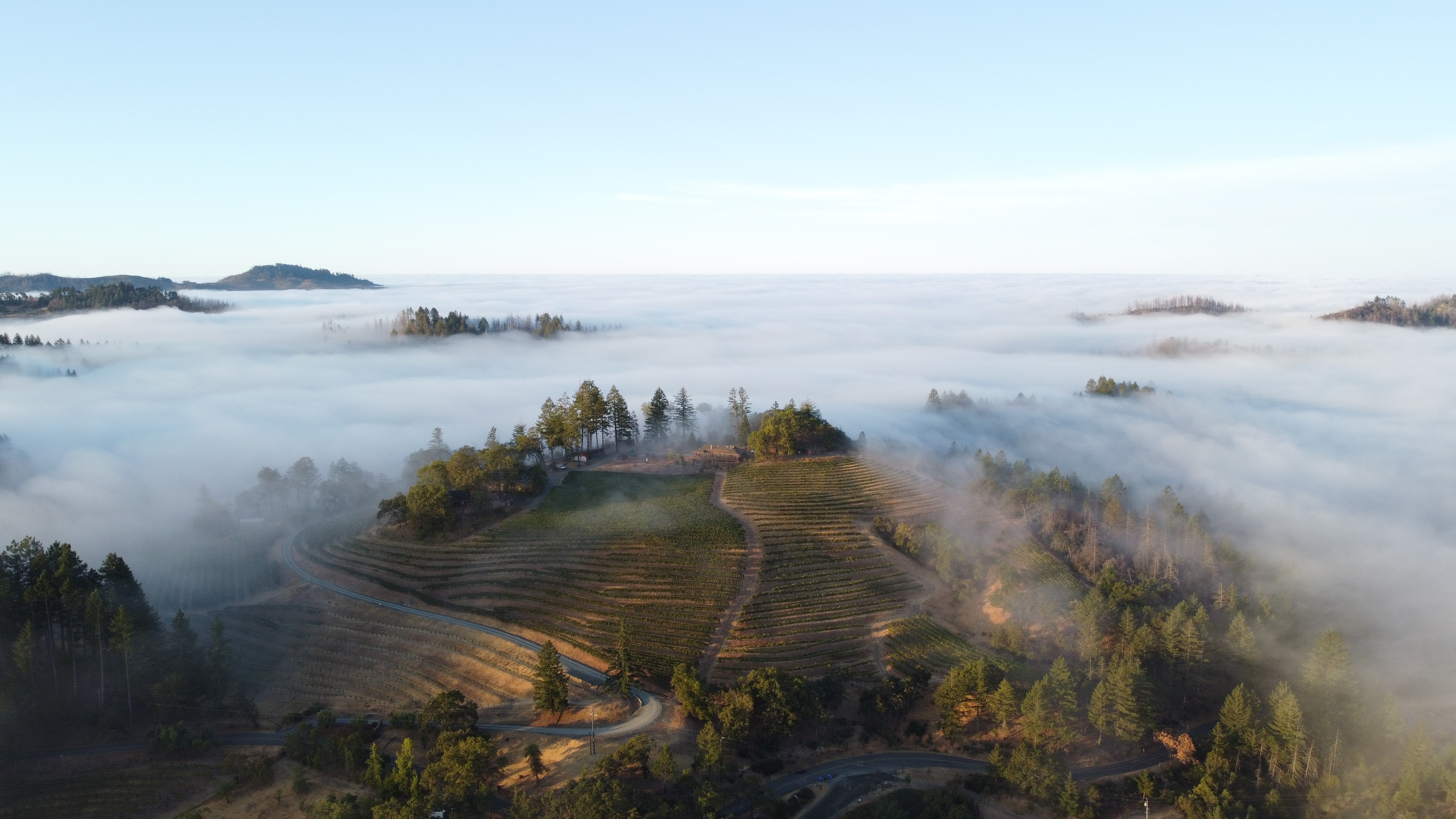 Paloma Vineyard