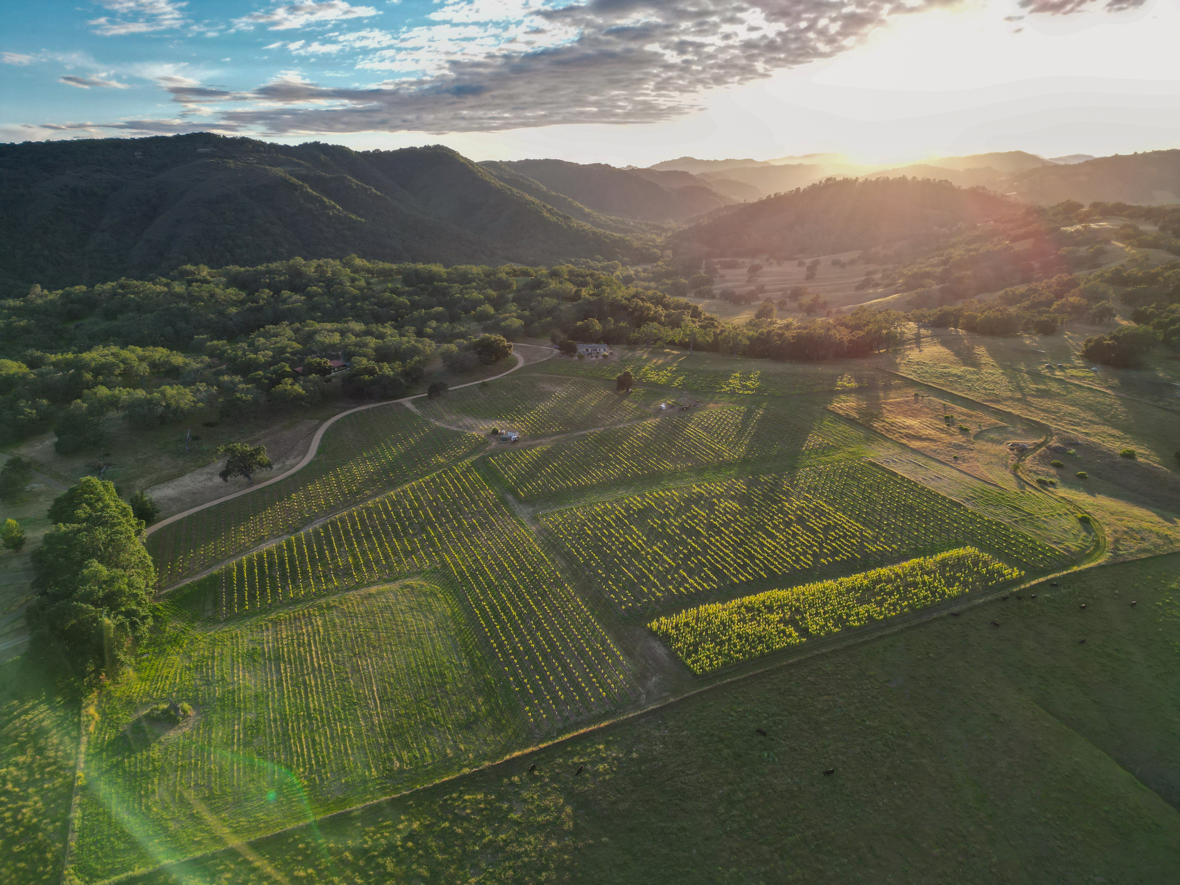 Ledge Vineyards