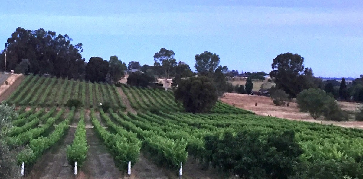 Palmero Family Vineyard