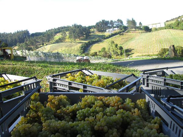 Paroa Bay Winery