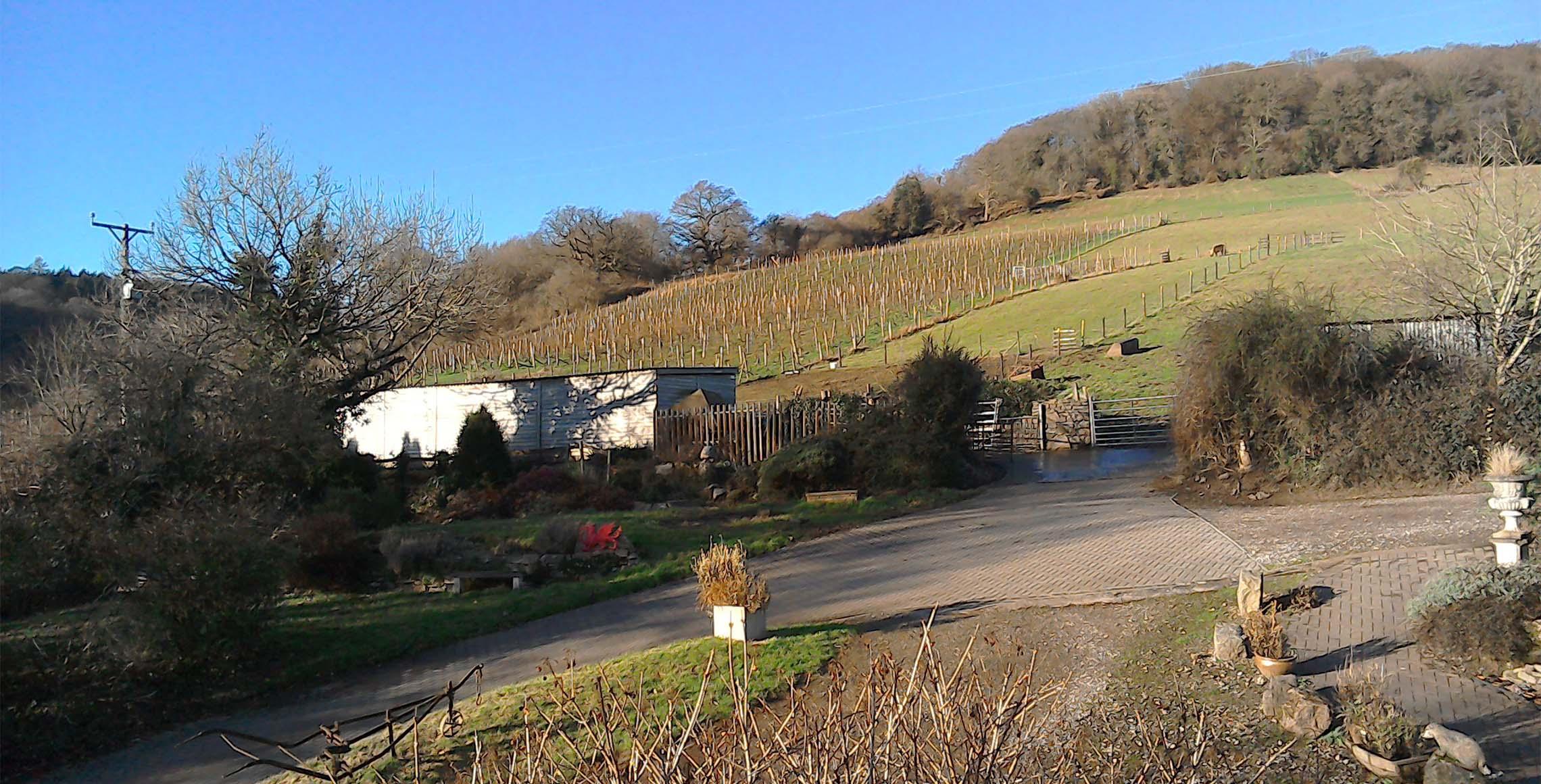 Parva Farm Vineyard