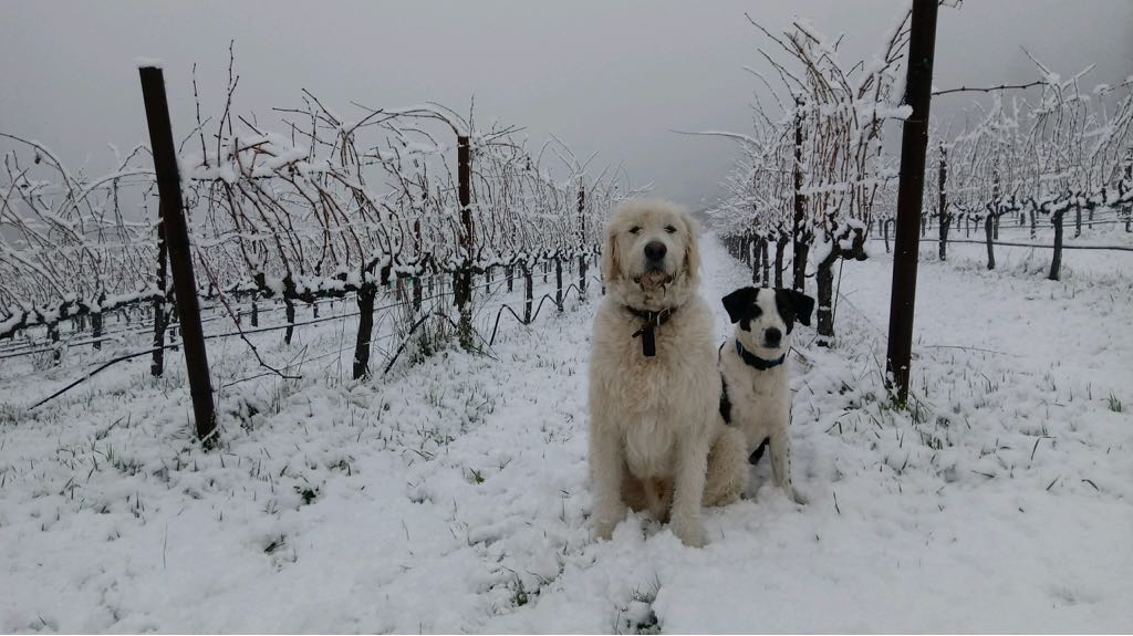 Peach Tree Lane Vineyards