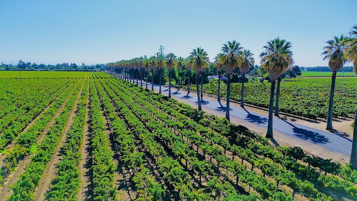 Peirano Estate Vineyards