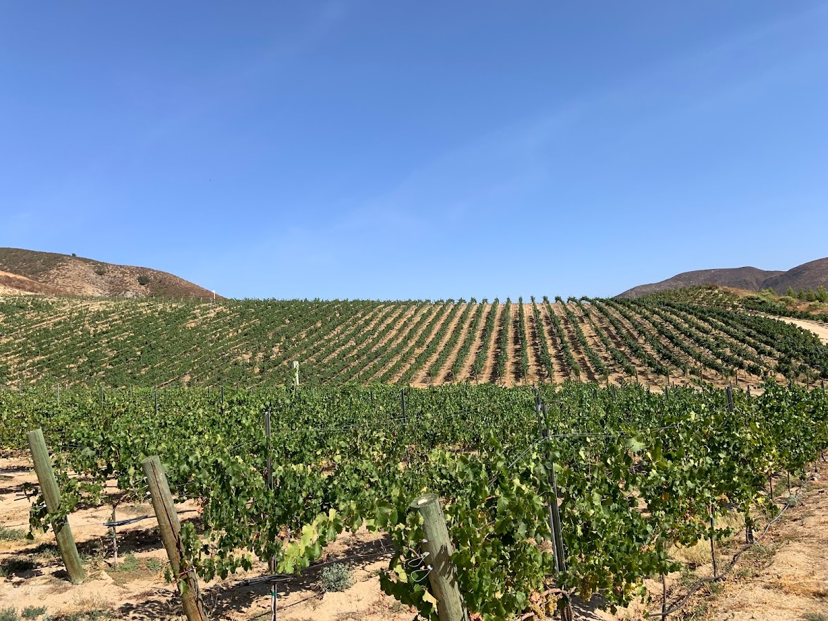 PERSIAN RENAISSANCE VINEYARD, LLC