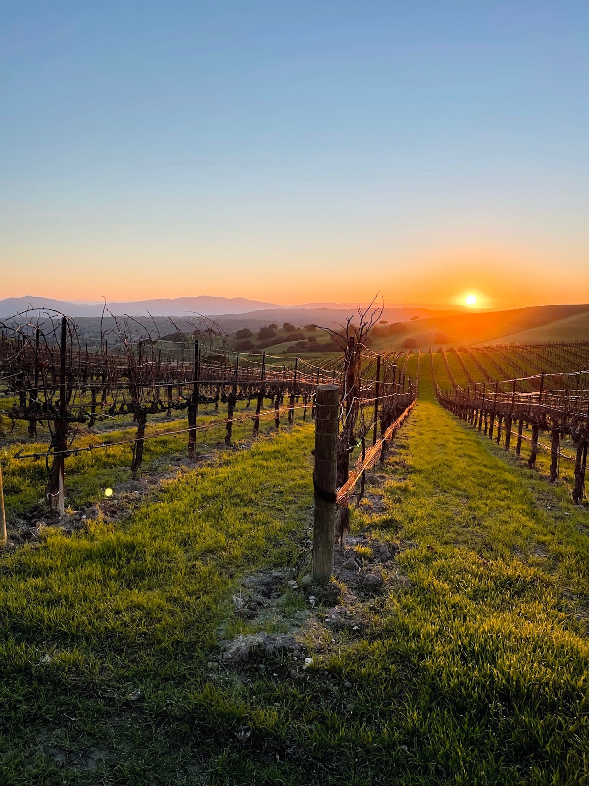 Piazza Family Wines LLC