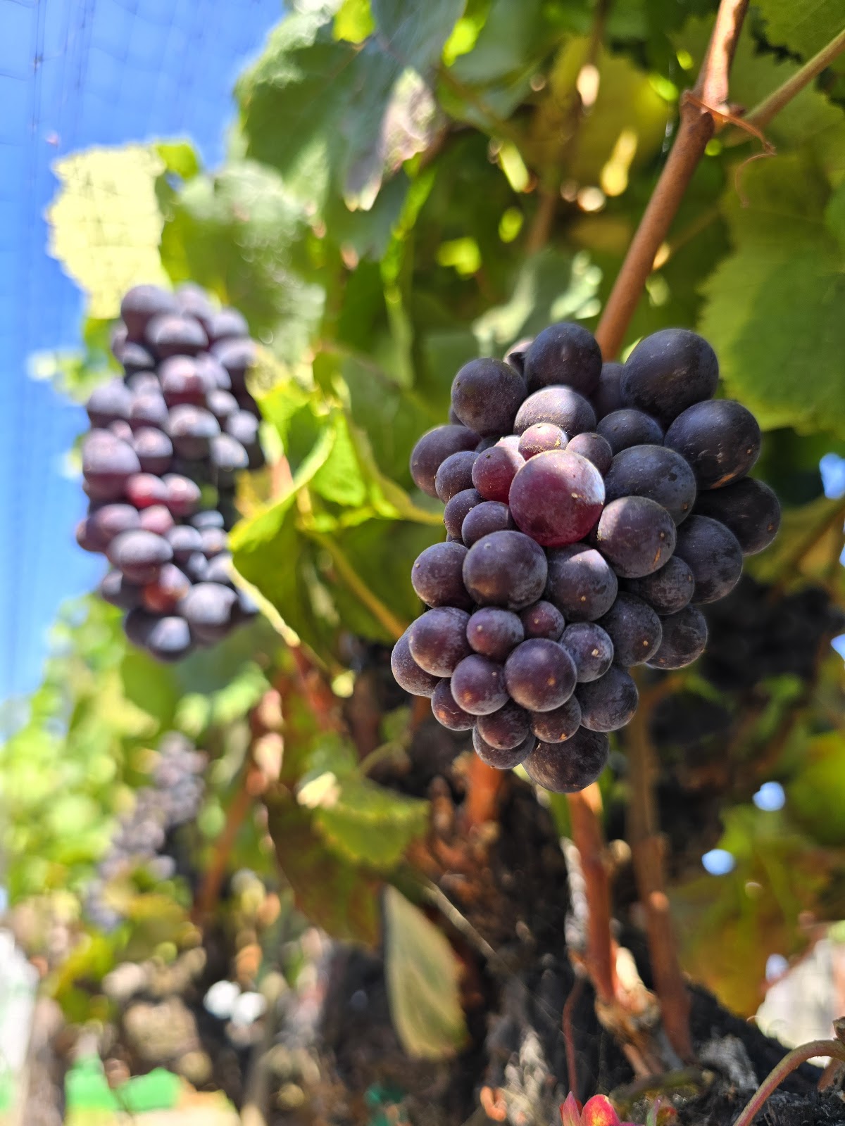 Piedra Creek Winery