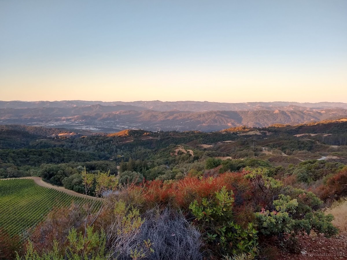 Pine Mountain Vineyards LLC