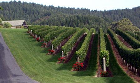 Puriri Hills