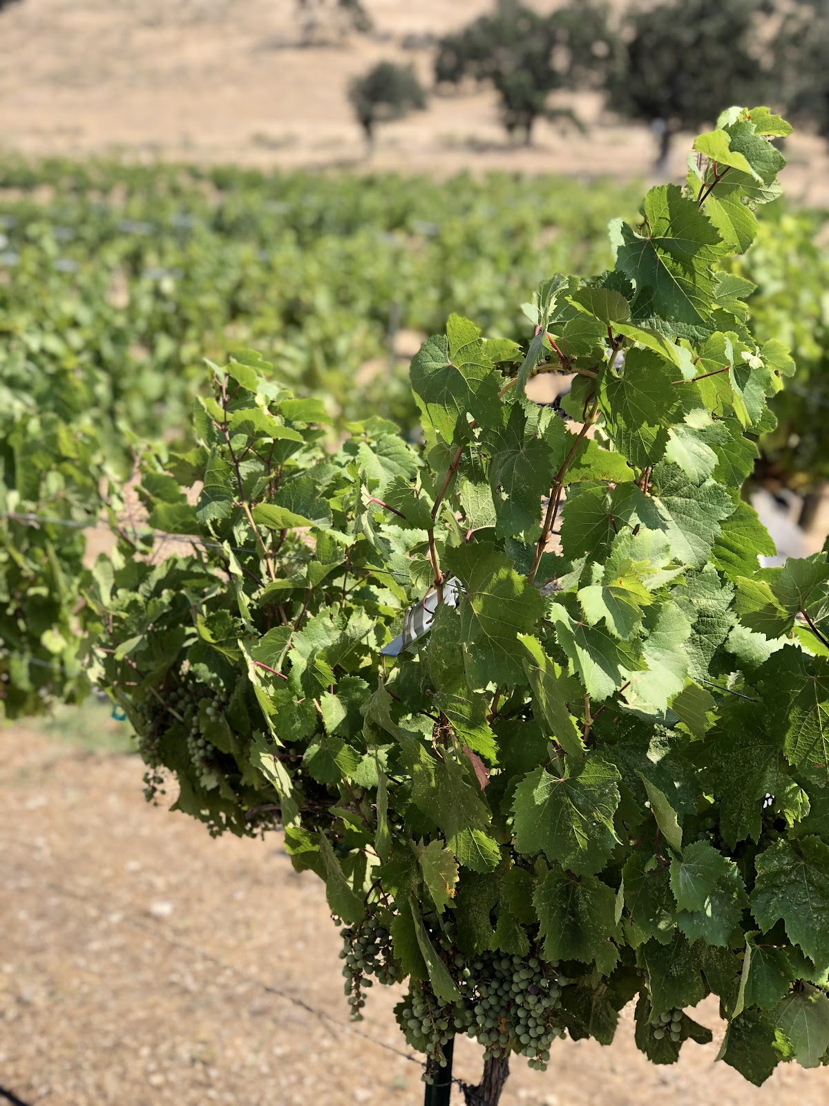 Rancho de los Viajeros Vineyard LLC