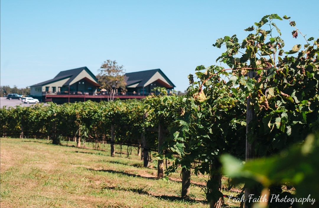 Reitano Vineyards