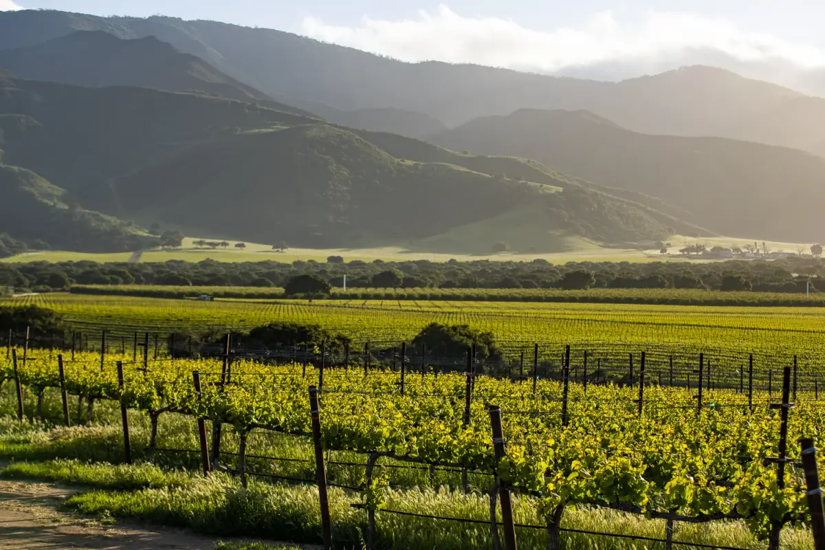 Rexford Winery
