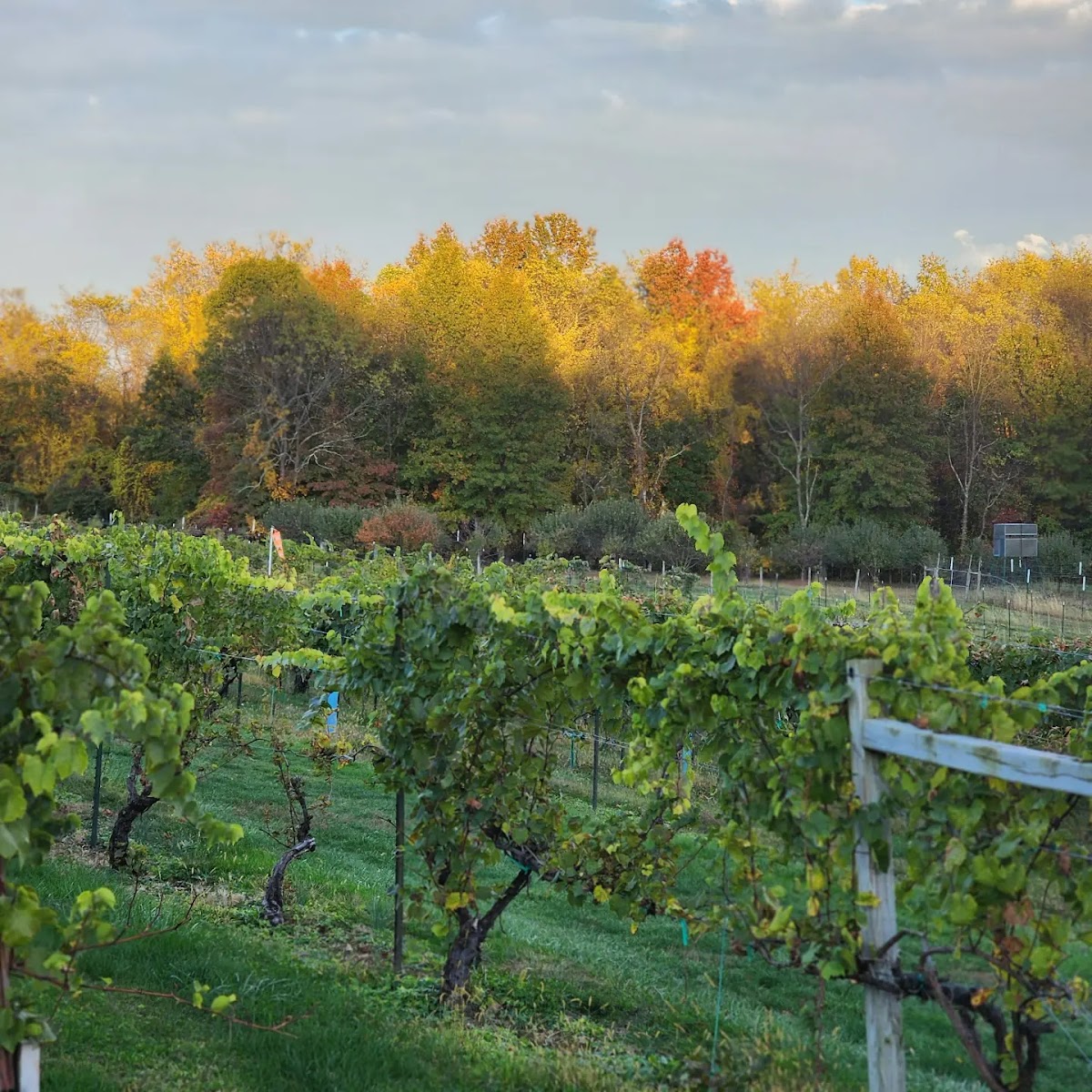 Ripepi Winery