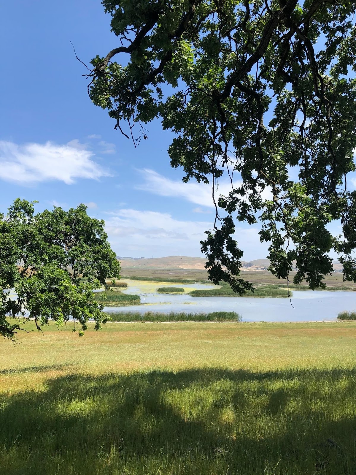 River Ranch Vineyard