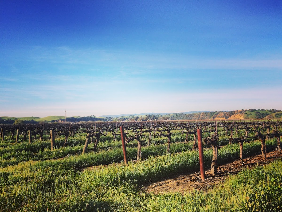 Riverstar Vineyards