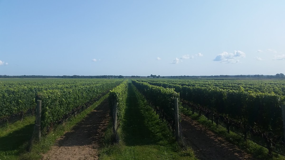 Roanoke Vineyards
