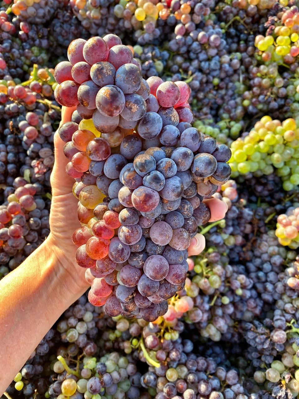 Robert Clay Vineyards