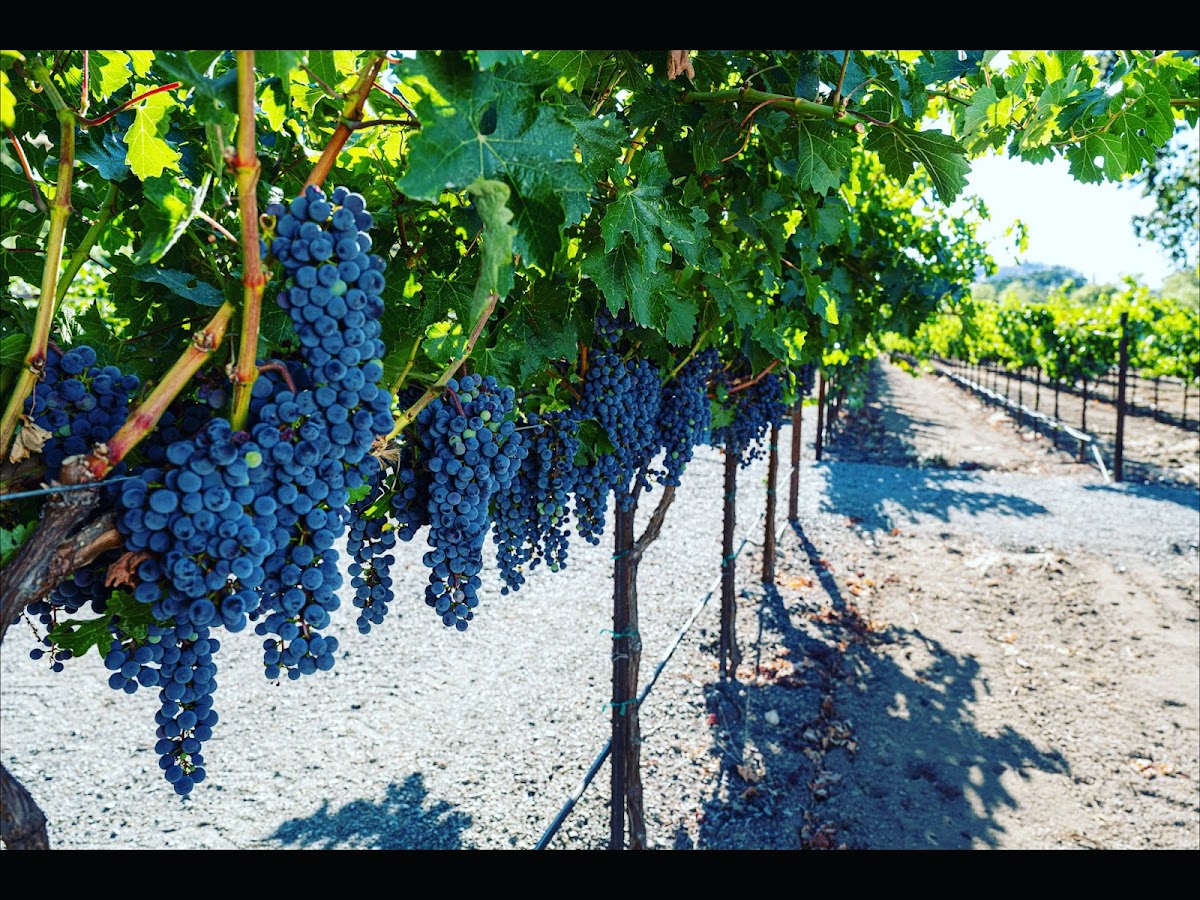 Ross Ranch and Vineyards