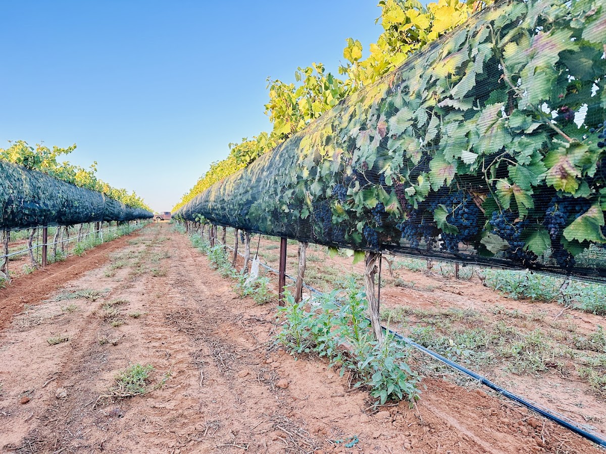 Rowland Taylor Vineyards, LLC