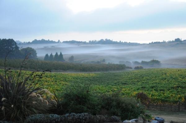 Ruby Bay Vineyard