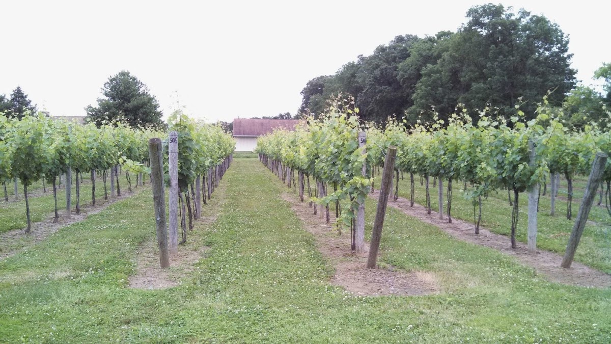 Rushland Ridge Vineyards