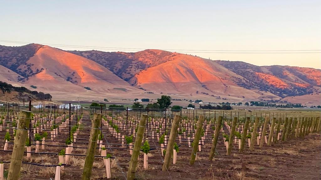 SAAR FAMILY VINEYARD, LLC