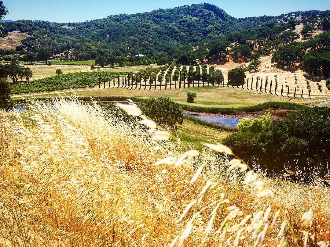 Saracina Vineyards