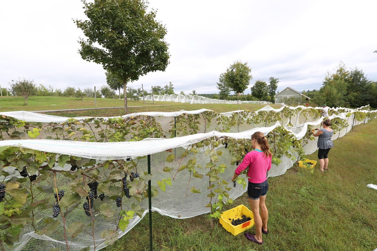 SHARA Vineyards