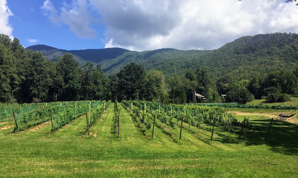 Shooting Creek Vines